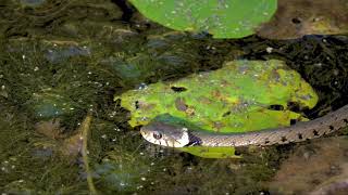 WHITE NECK SNAKE [upl. by Volpe]