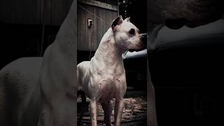 American bully vs Husky Tosa inu Dogo Argentino Kangal Bite force comparison shorts ytshorts [upl. by Neelear326]