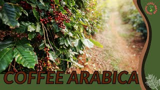 COFFEE ARABICA Information amp Growing Tips [upl. by Ahseekal]