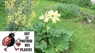 Tuto jardin Semis de rhubarbe comment faire un semis Plante vivace [upl. by Arezzini]