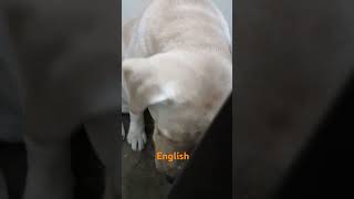 English bol kar dikhao🤣🤣labi2020 trendingshorts labrador doglover pets funny youtubeshorts [upl. by Iblehs]