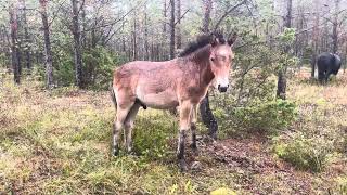 Mejla hingst 11sept foto Anna Ericsson [upl. by Layod]