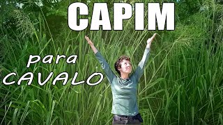 Tipos de capim pra cavalo [upl. by Rednijar879]