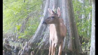 Deer at the Pond May 2024 [upl. by Sirob991]