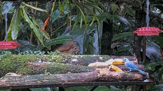 Tropical Birds Showcase A Rainbow Of Colors At The Panama Fruit Feeder Cam – September 1 2024 [upl. by Gannie]