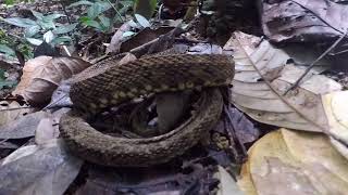 Bothrops atrox [upl. by Leahcimluap]