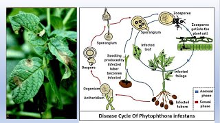 The Life Cycle of Phytophthora infestans potatodisease lateblightofpotato [upl. by Jazmin880]