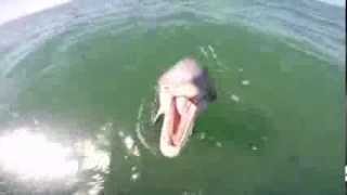 Dolphin tries to eat GoPro [upl. by Nlycaj]