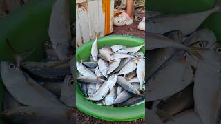 Finding seafood fish chantreastvnine shortvideo fishing [upl. by Persons377]