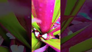 Oyster Plant Tradescantia Spathaceashorts short trending viralvideo [upl. by Pappas]