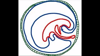 Results of folding of embryonic disc DR SAMEH GHAZY [upl. by Zined]