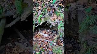 Mountain Spring Openings spring water hikingadventures holes forest trees explore adventure [upl. by Nylaret]