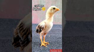 Thirteen Days Chick After Twelve Month  shorts aseel aseelmurga [upl. by Bernardine242]