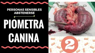 🛑❌PIOMETRA CANINA 👉 Consecuencias del Mal uso de ANTICONCEPTIVOS y ABORTIVOS en PERRAS 👈 🛑❌ [upl. by Nibbs807]