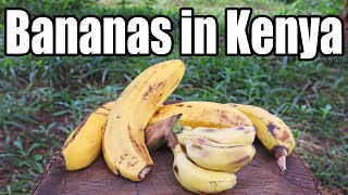 Comparing Rare Banana Varieties in KENYA  Weird Fruit Explorer [upl. by Notgnirra44]