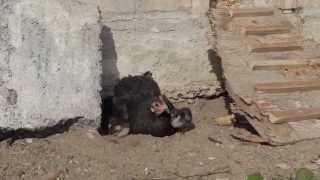 Langshan chicks part 4 of 4 Having a dust bath with mum [upl. by Yejus]