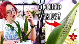 These Orchids have not been doing well 🤔 [upl. by Holofernes]