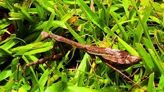 The Carolina Mantis Stagmomantis carolina  One of the most common Mantis [upl. by Erlina]