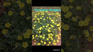 Plants shortvideo flowers [upl. by Wonacott]