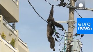 Chimp escape Primate swings from live power lines falls from electricity pole  euronews 🇬🇧 [upl. by Errehs]