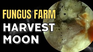 Fungus Farm Harvest Moon [upl. by Ettennaj]