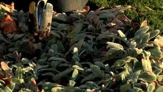 How to Plant Ground Cover With Tulips  Fall amp Winter Flowers [upl. by Nej]