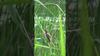 Trzciniak  Great reed warbler Acrocephalus arundinaceus [upl. by Aihn58]