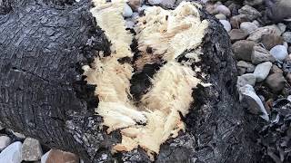 Why yucca trunks collapse Daphne Richards Central Texas Gardener [upl. by Aicenat1]