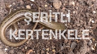 Şeritli Kertenkele  Trachylepis vittata  Banded lizard [upl. by Akiem]