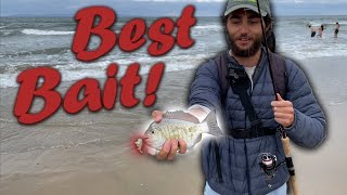 Fishing The Surf With Sand Crabs [upl. by Zoilla]