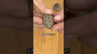 The Beautiful Petoskey Stone [upl. by Lachus]