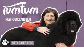 Show Grooming  TumTum the New Foundland Dog  Kitty Talks Dogs  TRANSGROOM [upl. by Orag999]