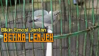 PANCINGAN PLECI BETINA LENJEH MANGGIL JANTAN [upl. by Qooraf793]