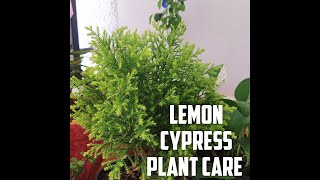 Lemon cypress plant carejuniper plant लेमन साइप्रस को कैसे बचाए गर्मी में garden up [upl. by Oskar434]