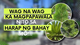 ITO ANG MGA HALAMAN NA DAPAT NAKALAGAY SA HARAP NG BAHAY MO MAGANDA NA MASUWERTE PA [upl. by Dorran]