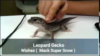 Leopard Gecko Back Rub [upl. by Beatrix]