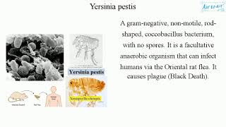 Yersinia pestis [upl. by Ninehc]