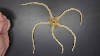 Brittle Star External Anatomy [upl. by Sakul]