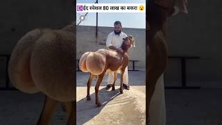 duniya ka sabse mahanga bakra ☪️🤩vikasonfacts facts eidspecial [upl. by Alleuqcaj]