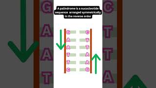 Restriction Endonucleases or Molecular Scissors RestrictionEndonucleases MolecularScissors [upl. by Gavrielle]