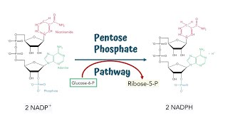 Pentose Phosphate Pathway  Hexose Monophosphate Shunt  Steps and Process [upl. by Aihcela]