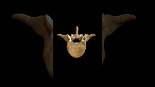 Human Vertebra anatomy medicalanimations anatomy biology [upl. by Furnary384]