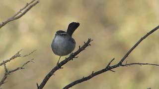 Bewicks Wren Scold Call And Display  San Jose California January 2019 [upl. by Soisanahta]