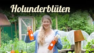 Holunderblütensirup herstellen  ernten  mal anders  Hollerblüten mit Erdbeeren Limonade [upl. by Graner]