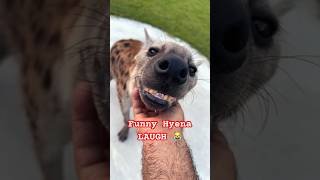 Funny Hyena Laugh 😹 Why do Hyena’s Laugh 😂 hyena animals shorts [upl. by Lomaj628]