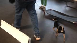 Rat TerrierMinpin mix in group class [upl. by Adnamaa]