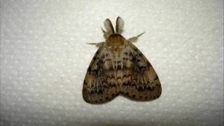 The life of a gypsy moth [upl. by Sarchet]