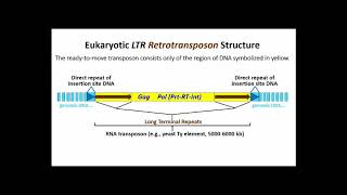 250 LTR Retrotransposons [upl. by Huebner]