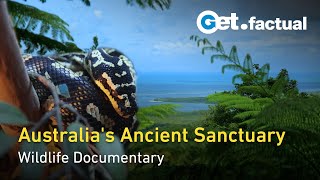 Daintree Australias TimeCapsule Rainforest  Wildlife Documentary [upl. by Ynnij]