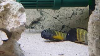 Tropheus Ubwari Spawning  April 2017 [upl. by Lednahs302]